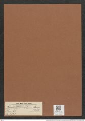 Rhabdonema hamuliferum Kitt. (de-Toni-Nr.: Genus 95, Species 3073) Zeichnungen Sammlung Grunow Mappe 03300 (Herbarium_W_Grunow_drawings_Folder_03300)